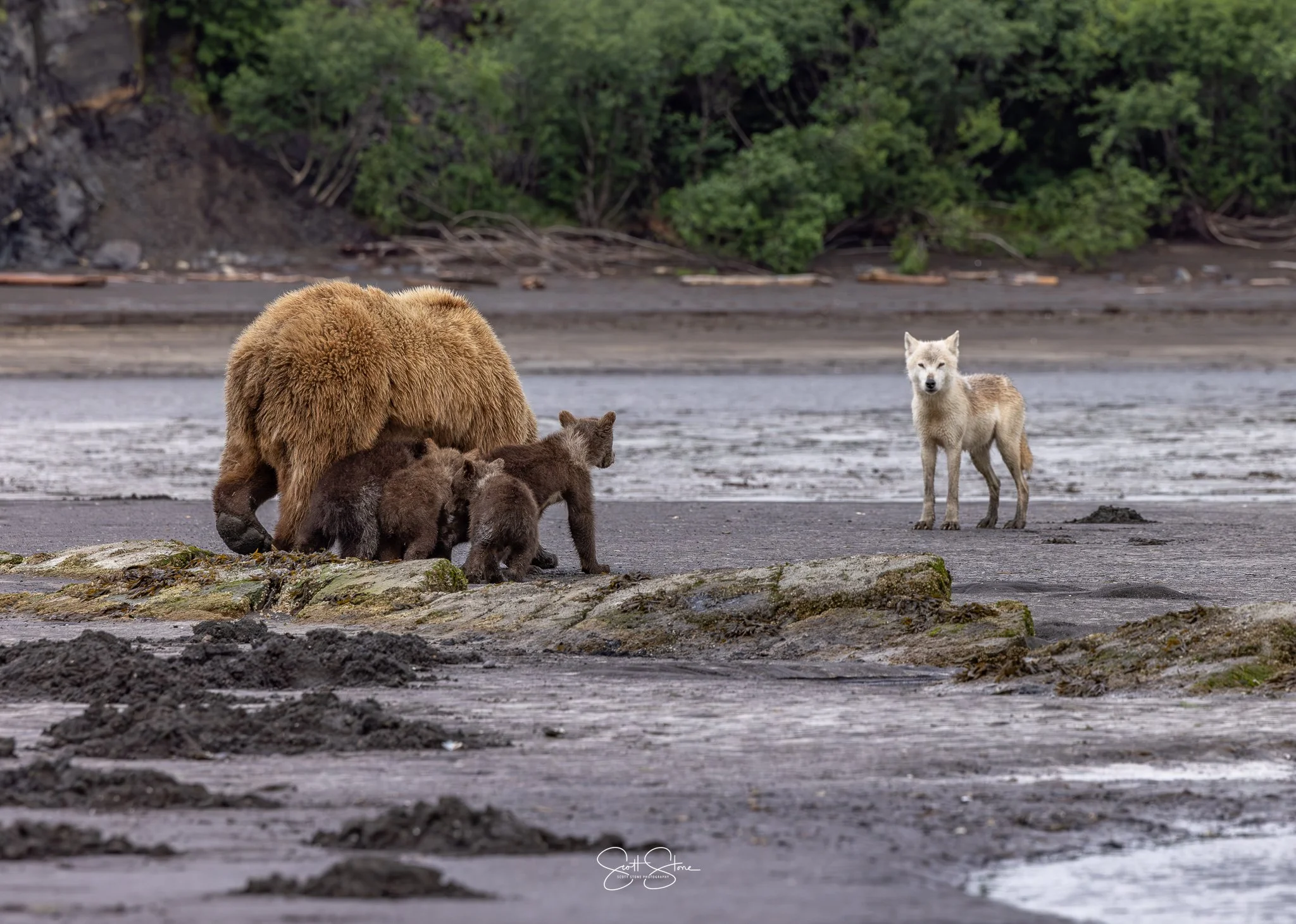 Gallery | Discover Wildlife – Book Today — Scott Stone Photography